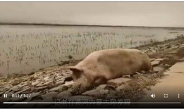 死猪新闻爆料视频播放,真相背后引发公众关注